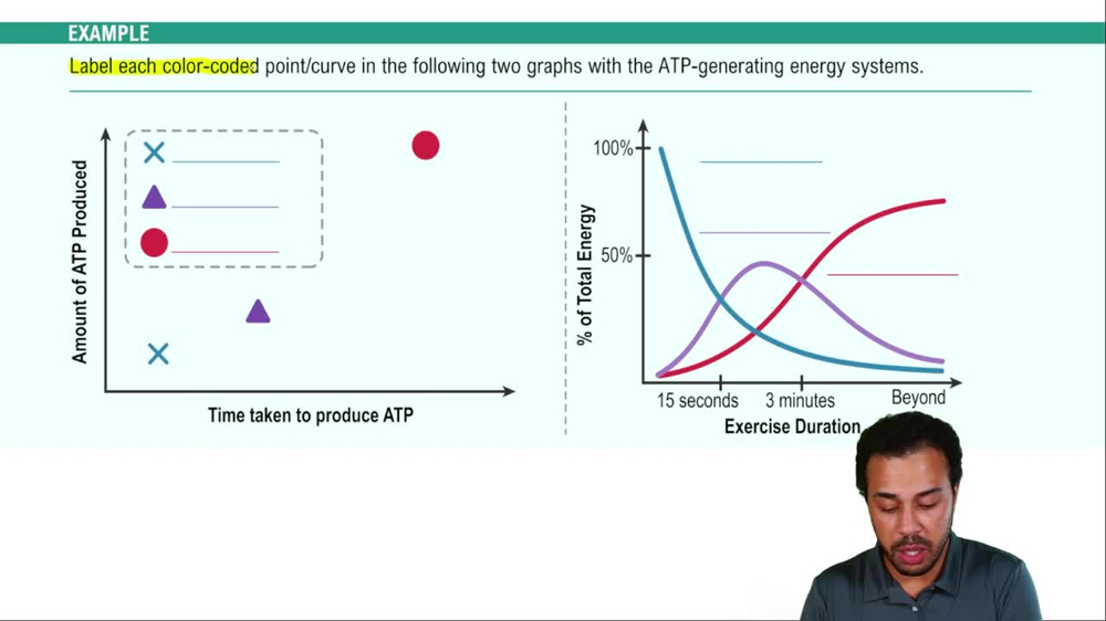 Using Energy to Fuel Exercise Example 1