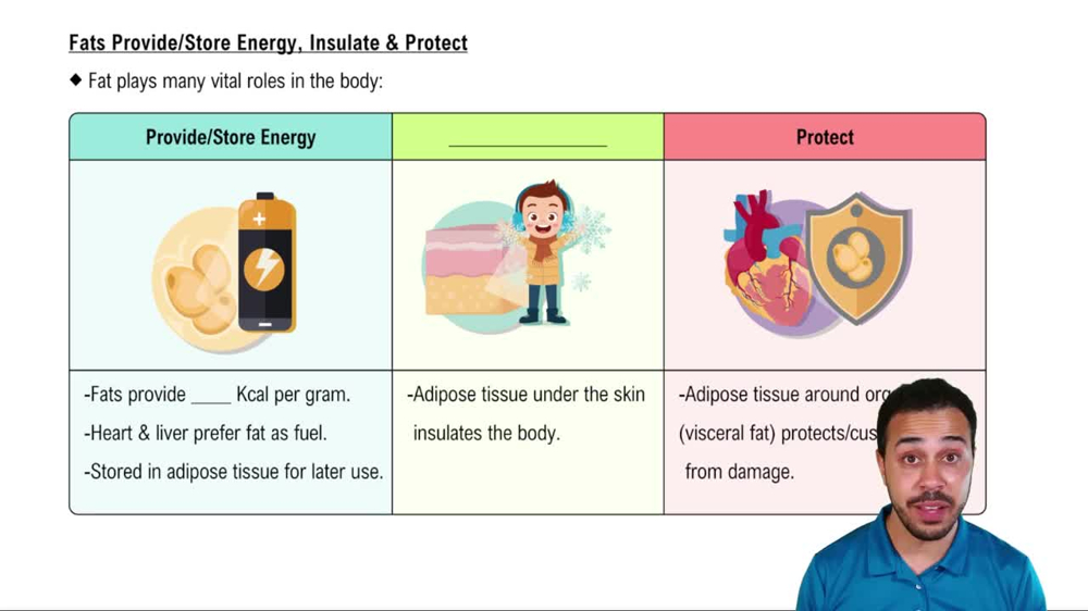 Fats Provide/Store Energy, Insulate & Protect