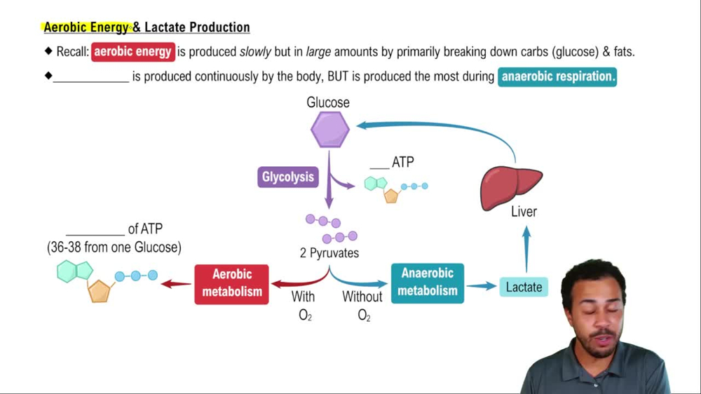 Aerobic Energy & Lactate Production