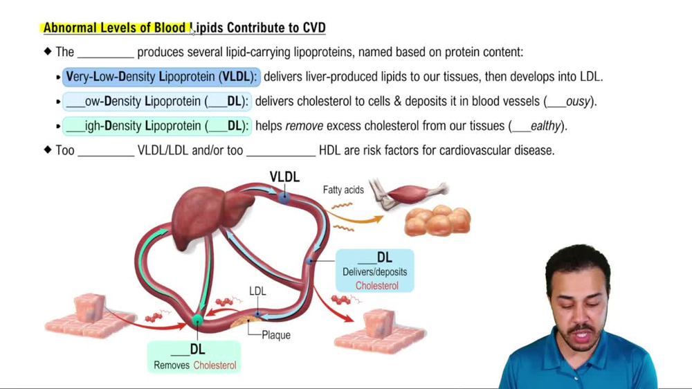 Abnormal Levels of Blood Lipids Contribute to CVD