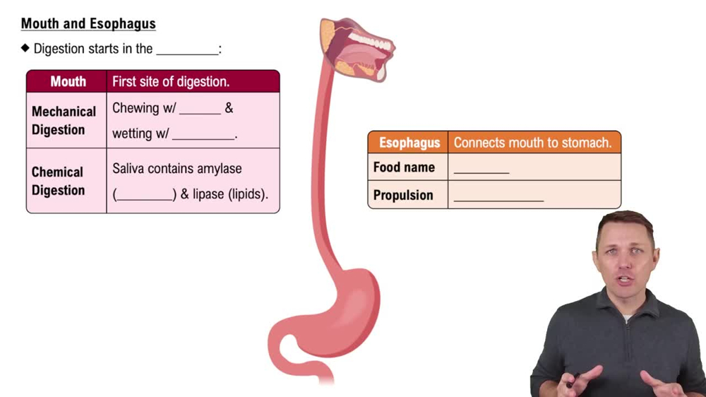 Mouth and Esophagus