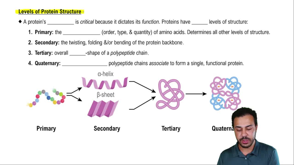 Levels of Protein Structure
