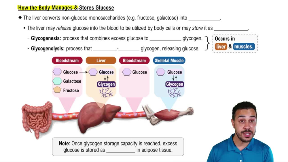 How the Body Manages & Stores Glucose