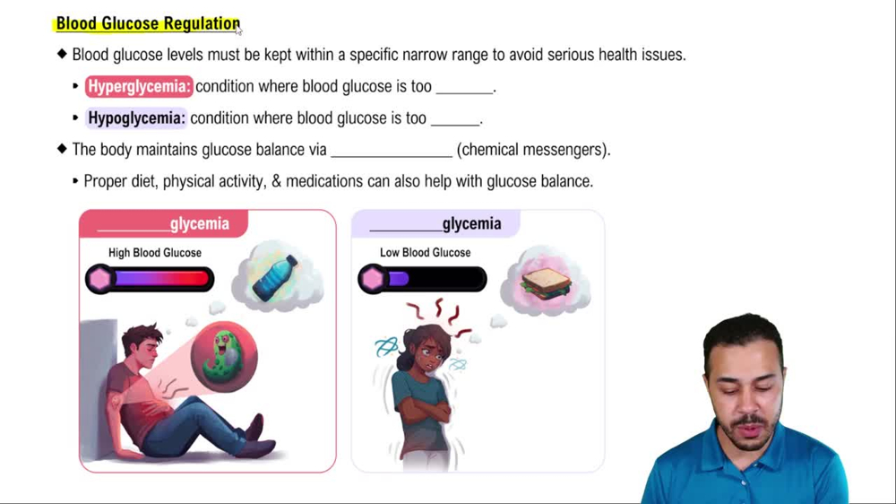 Blood Glucose Regulation