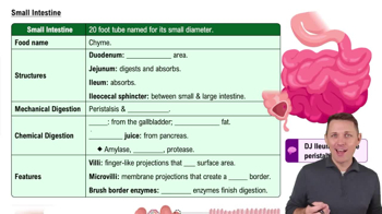 Small Intestine