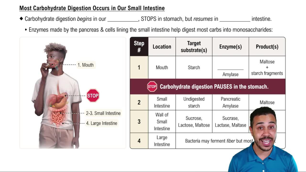 Most Carbohydrate Digestion Occurs in Our Small Intestine