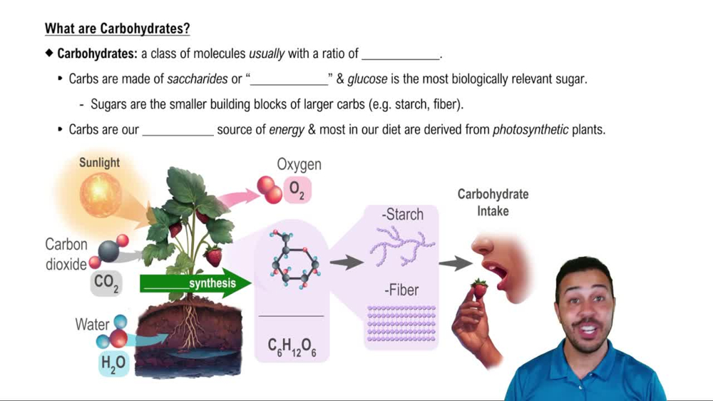 What are Carbohydrates?