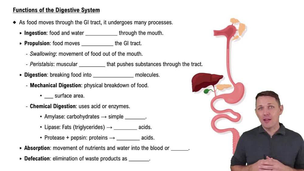 Functions of the Digestive System
