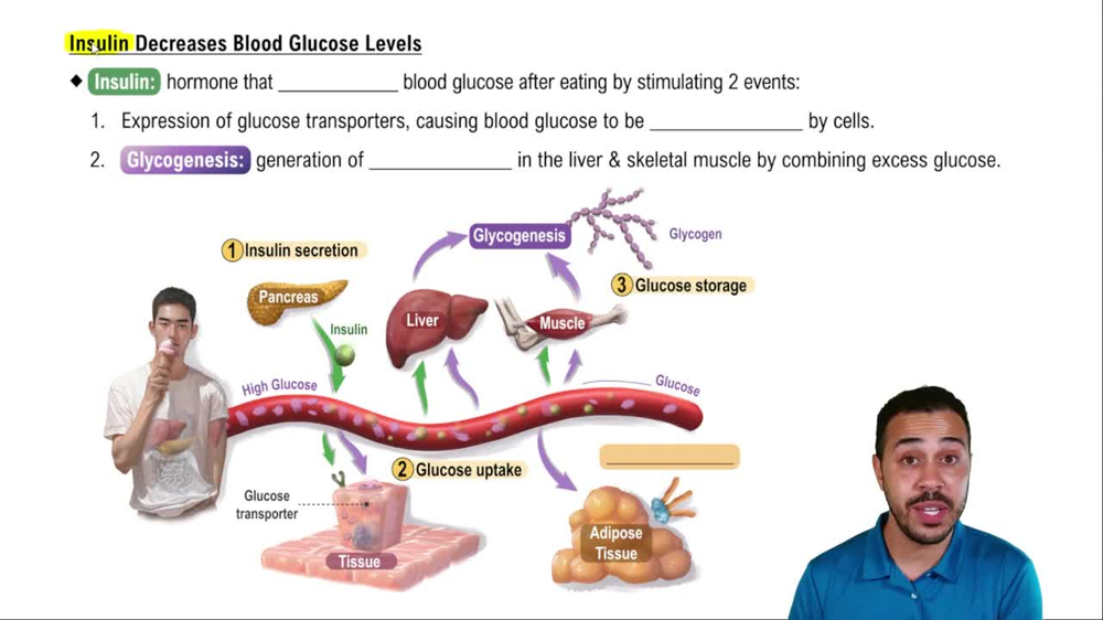 Insulin Decreases Blood Glucose Levels
