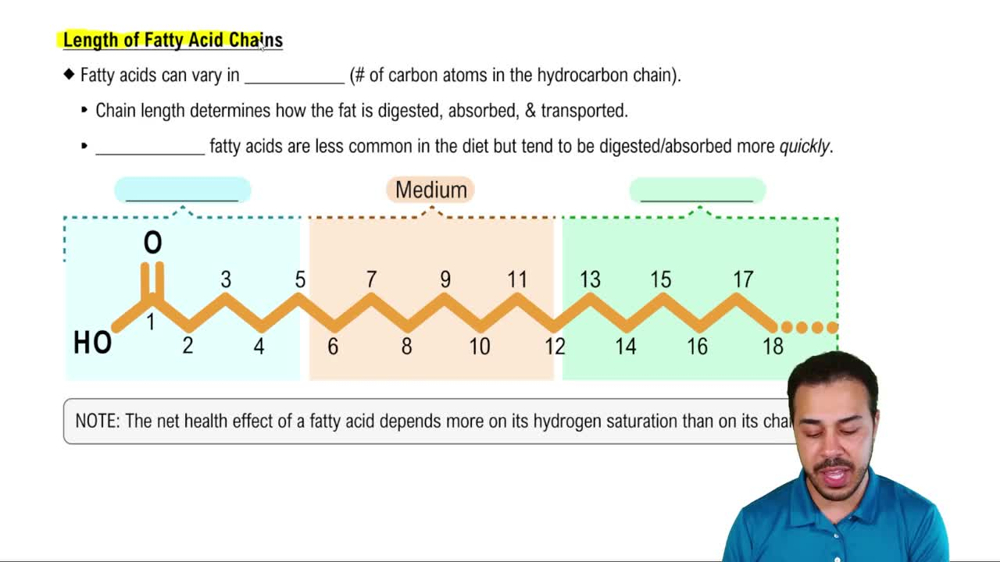 Length of Fatty Acid Chains
