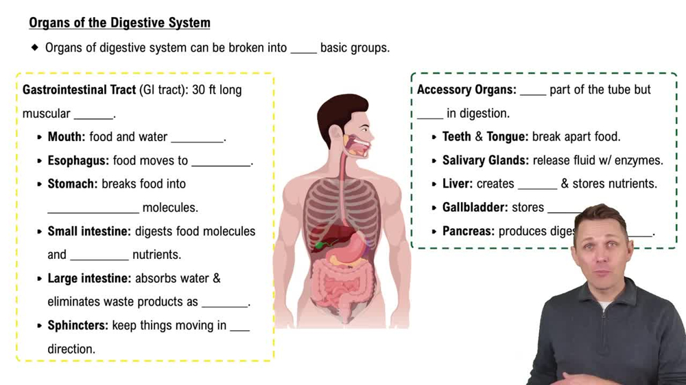 Organs of the Digestive System