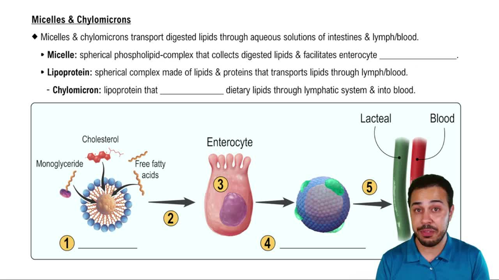 Micelles & Chylomicrons