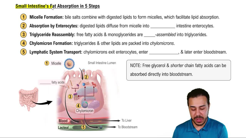 Small Intestine's Fat Absorption in 5 Steps