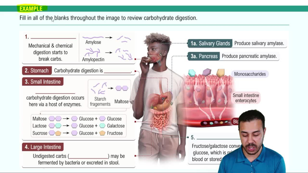 Carbohydrate Digestion Example 3