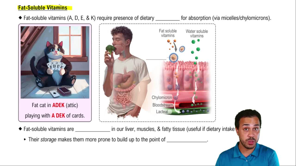 Fat-Soluble Vitamins