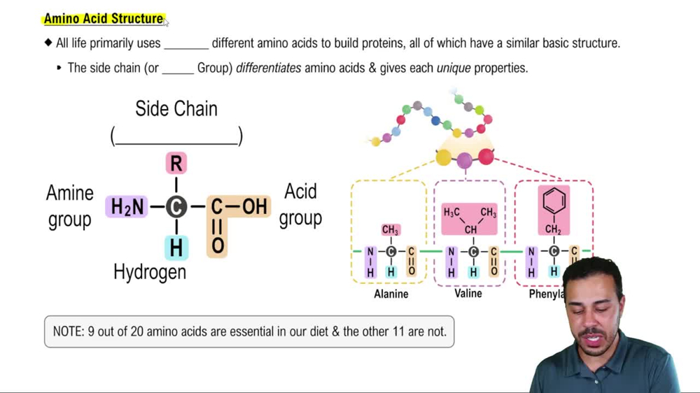 Amino Acid Structure
