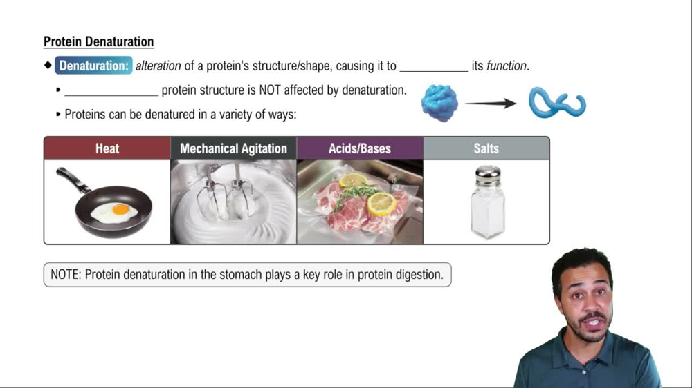Protein Denaturation