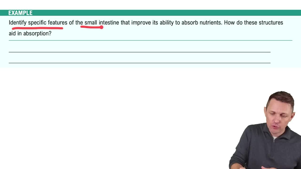 Organs of the Gastrointestinal Tract Example 3