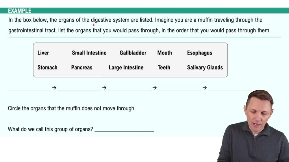 Overview of the Digestive System Example 1