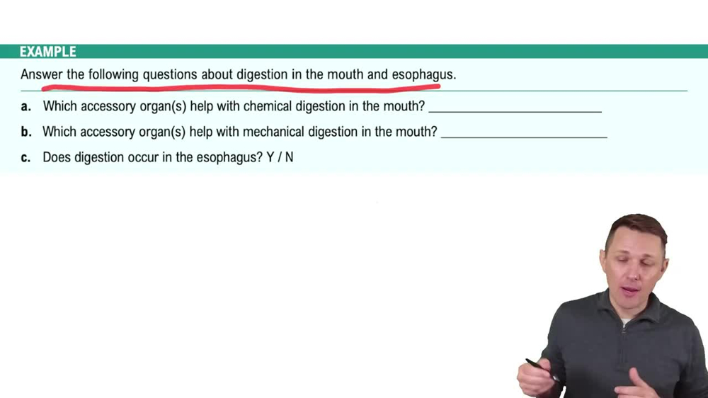 Organs of the Gastrointestinal Tract Example 1