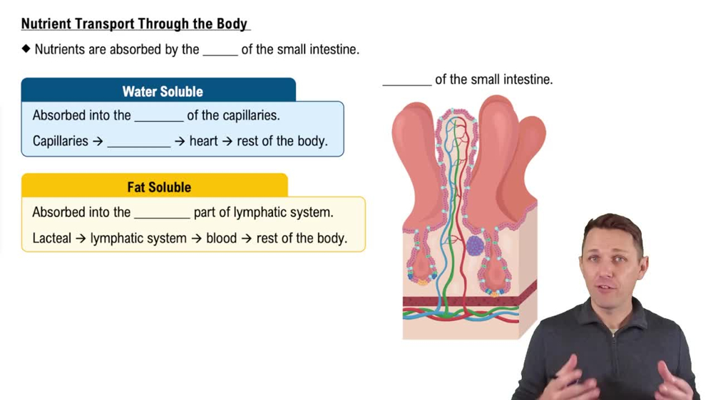 Nutrient Transport Through the Body