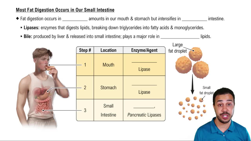 Most Fat Digestion Occurs in Our Small Intestine