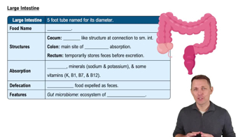 Large Intestine