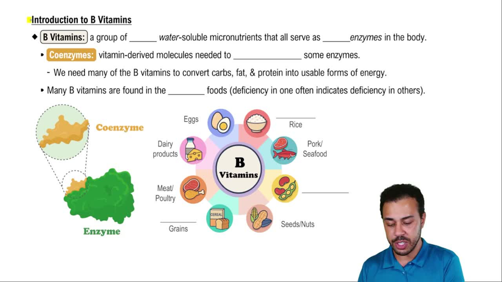 Introduction to B Vitamins