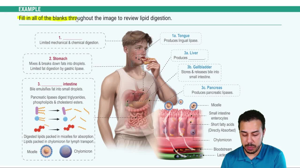 Digestion of Fats Example 2