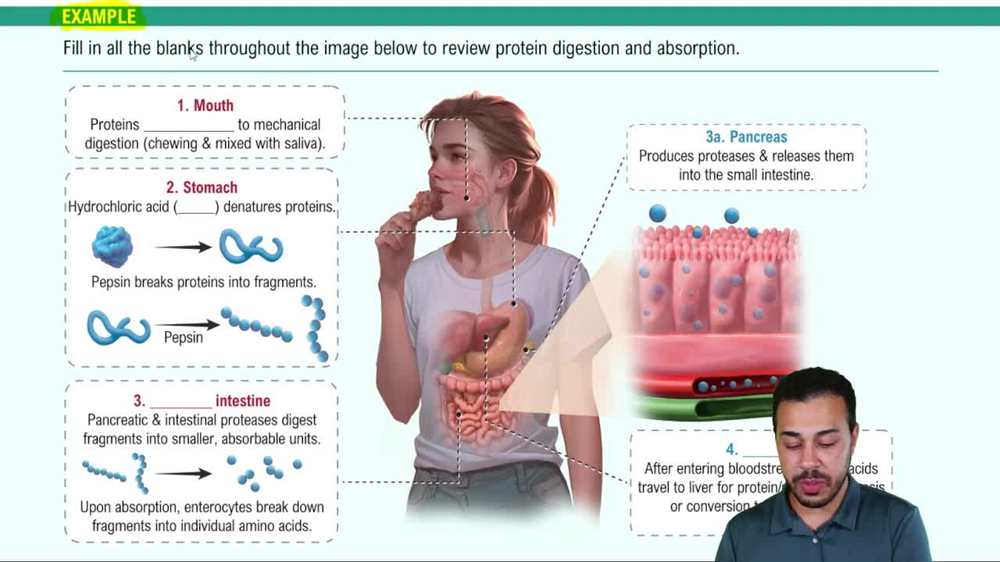 Protein Digestion Example 2
