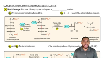 Glycolysis Reaction 4