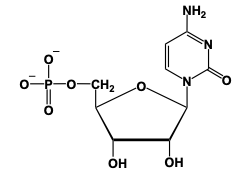 nucleotide structure