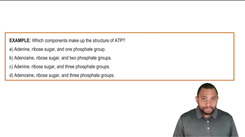 Adenosine Triphosphate Example 1