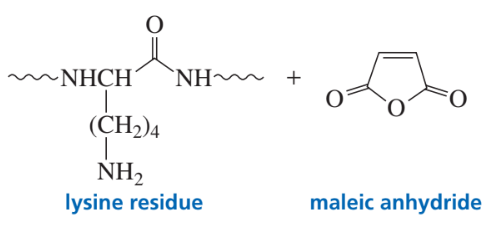 Lysine residue structure with a side chain and maleic anhydride, illustrating a chemical reaction.
