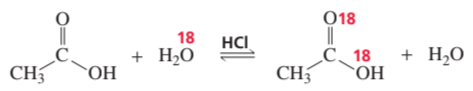 Chemical reaction showing isotopically labeled water and acid catalyst incorporating label into carboxylic acid oxygens.