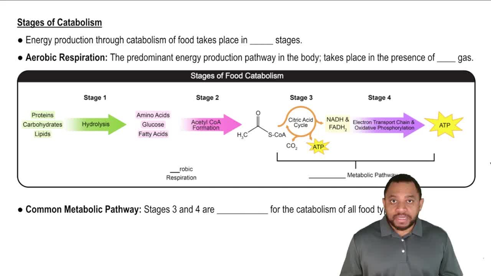 Stages of Catabolism Concept 2
