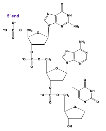 trinucleotide