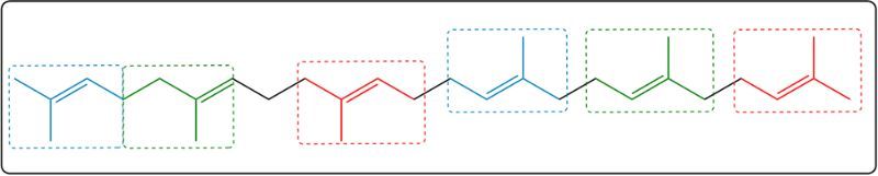 Another view of highlighted isoprene units in squalene.