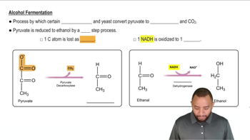 Anaerobic Respiration Concept 3