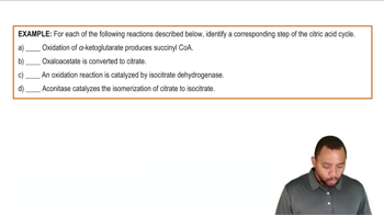 The Citric Acid Cycle Example 2