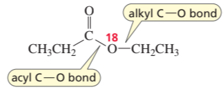 Diagram showing an ester with labeled acyl and alkyl C—O bonds, highlighting the O^18 label on the acyl bond.