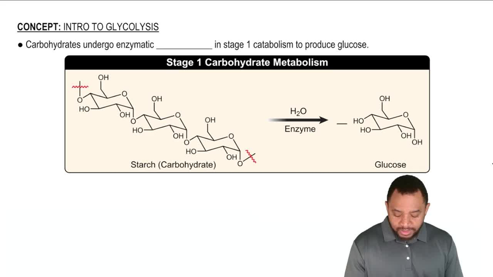 Intro to Glycolysis Concept 1