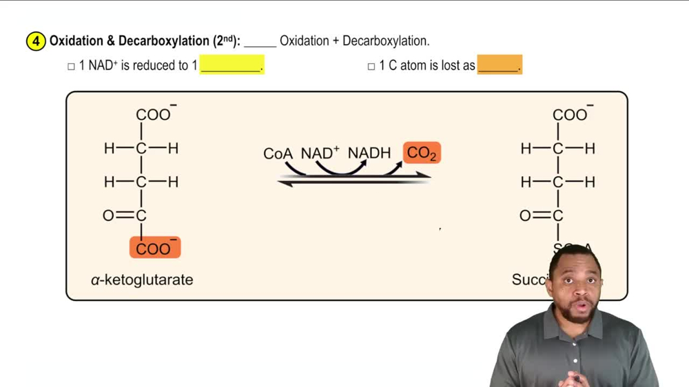 The Citric Acid Cycle Concept 6