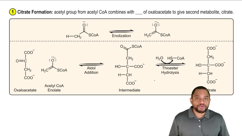 The Citric Acid Cycle Concept 2