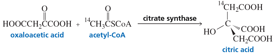 Reaction diagram showing oxaloacetic acid and acetyl-CoA forming citric acid via citrate synthase, highlighting chirality.