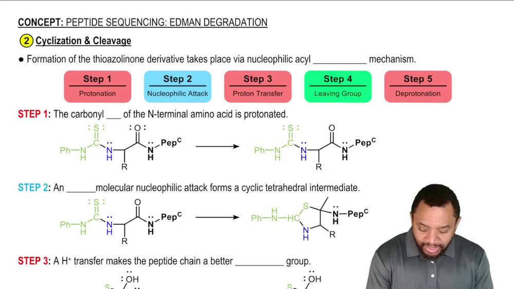 Peptide Sequencing: Edman Degradation Concept 3