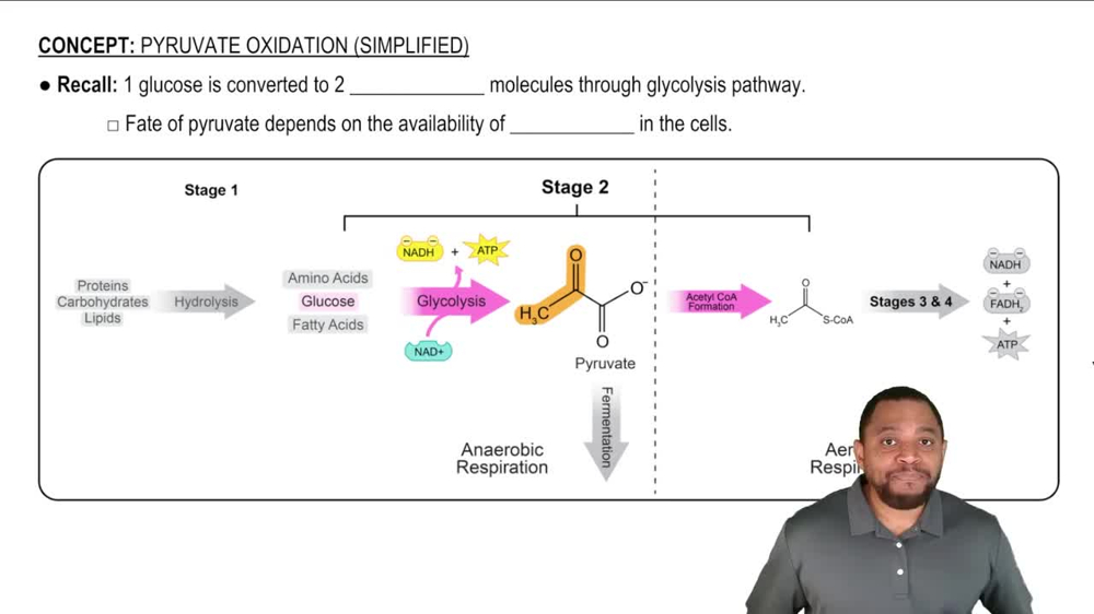 Pyruvate Oxidation Concept 1