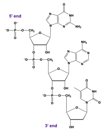 DNA trinucleotide