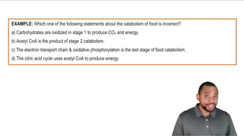 Stages of Catabolism Example 2