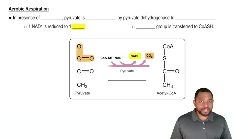 Pyruvate Oxidation Concept 2